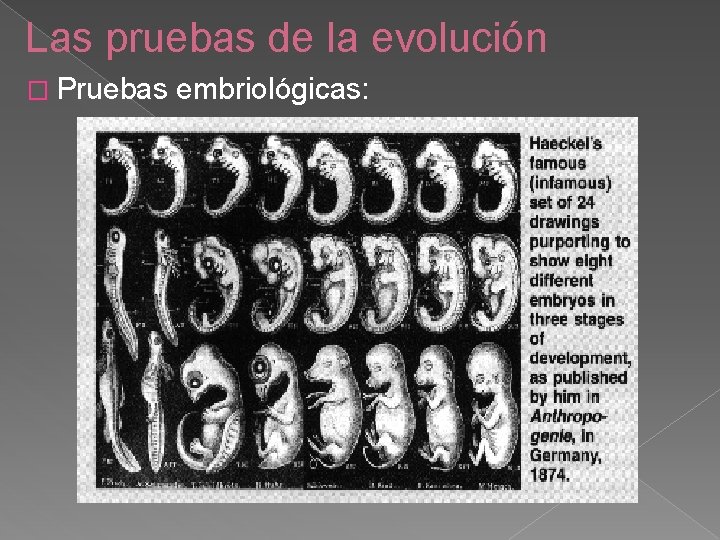 Las pruebas de la evolución � Pruebas embriológicas: 