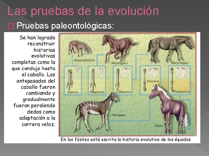 Las pruebas de la evolución � Pruebas paleontológicas: 