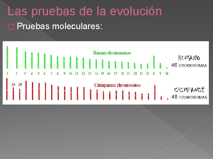 Las pruebas de la evolución � Pruebas moleculares: 