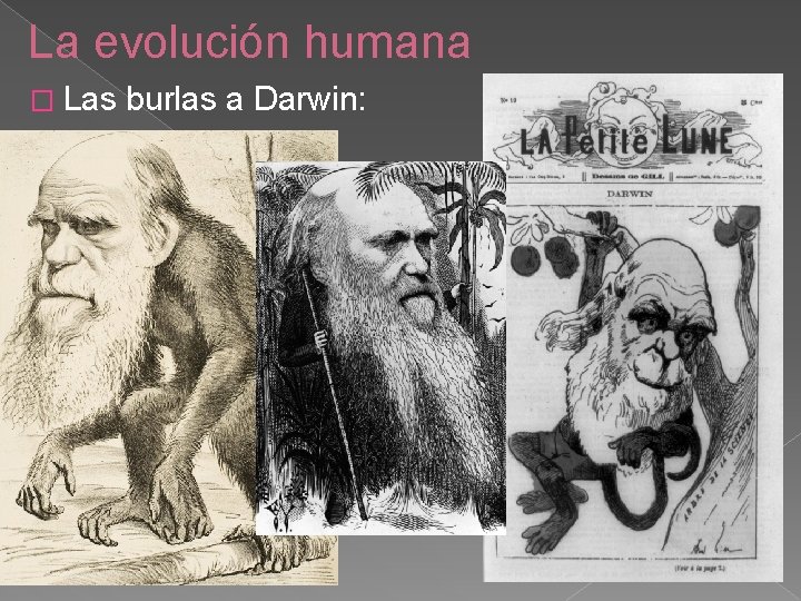 La evolución humana � Las burlas a Darwin: 