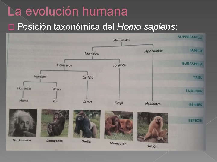 La evolución humana � Posición taxonómica del Homo sapiens: 