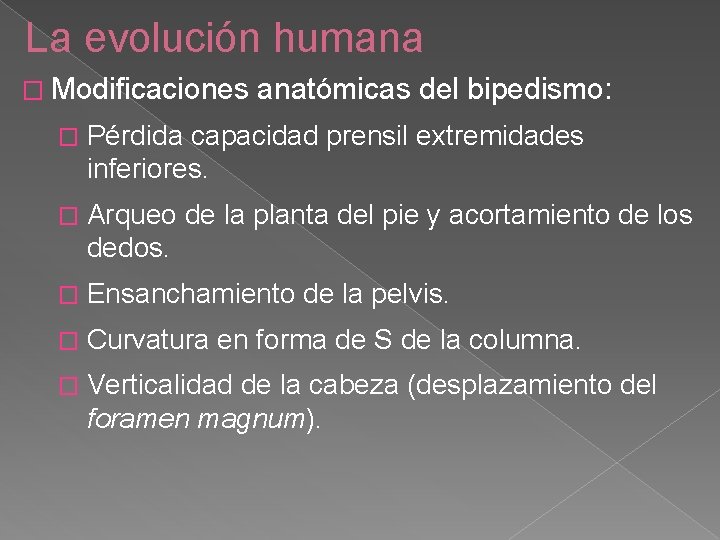 La evolución humana � Modificaciones anatómicas del bipedismo: � Pérdida capacidad prensil extremidades inferiores.