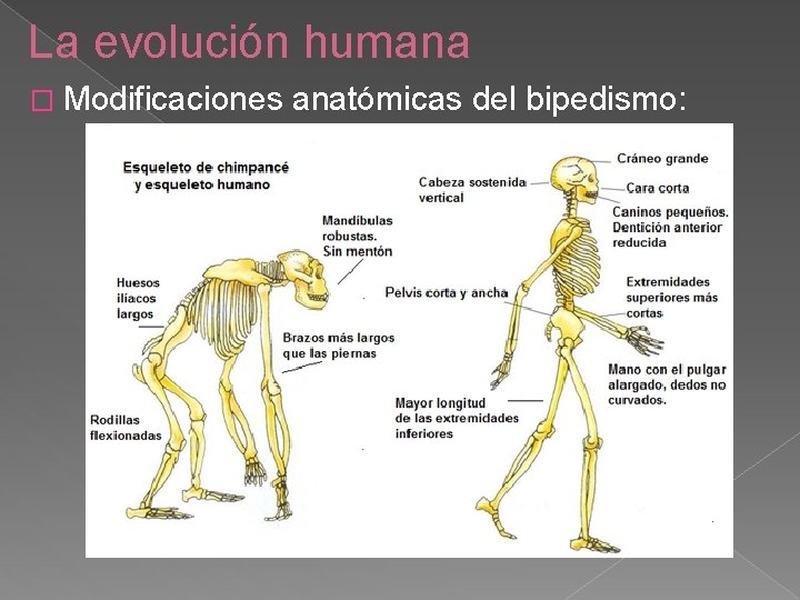 La evolución humana � Modificaciones anatómicas del bipedismo: 