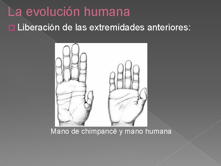 La evolución humana � Liberación de las extremidades anteriores: Mano de chimpancé y mano