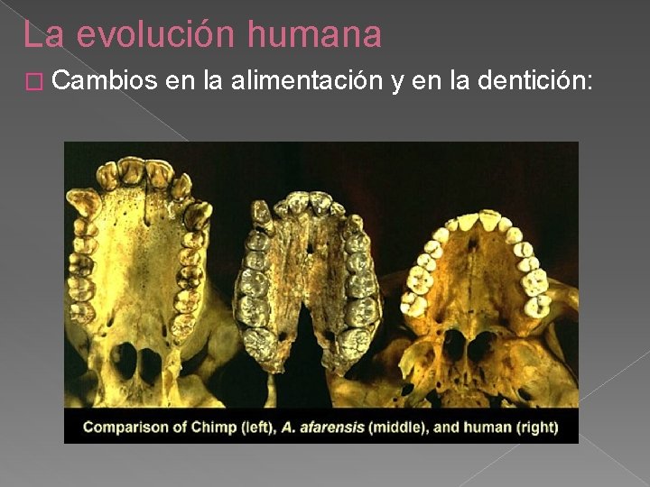 La evolución humana � Cambios en la alimentación y en la dentición: 