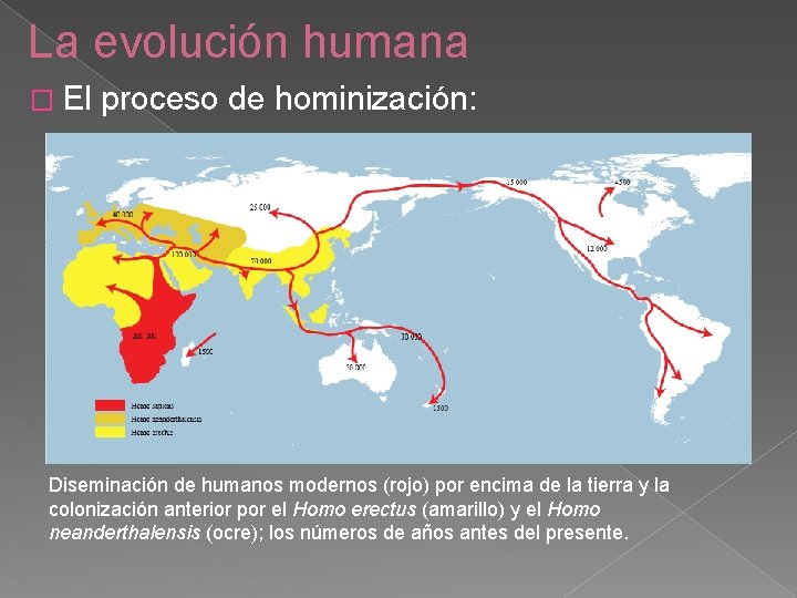 La evolución humana � El proceso de hominización: Diseminación de humanos modernos (rojo) por