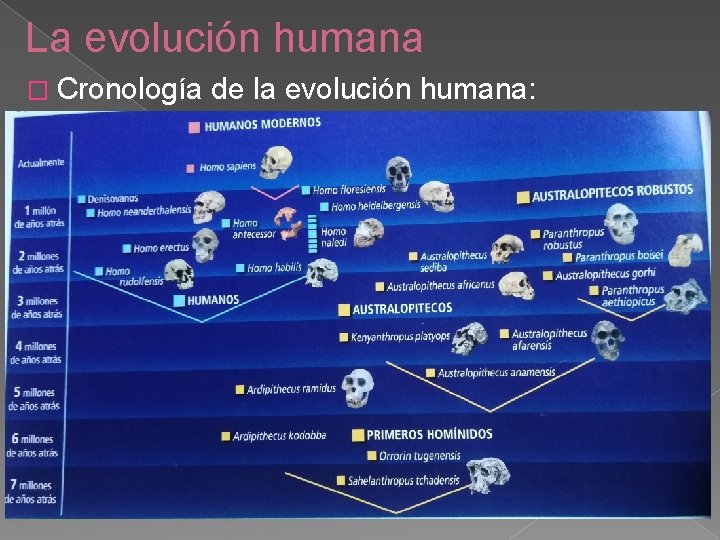 La evolución humana � Cronología de la evolución humana: 