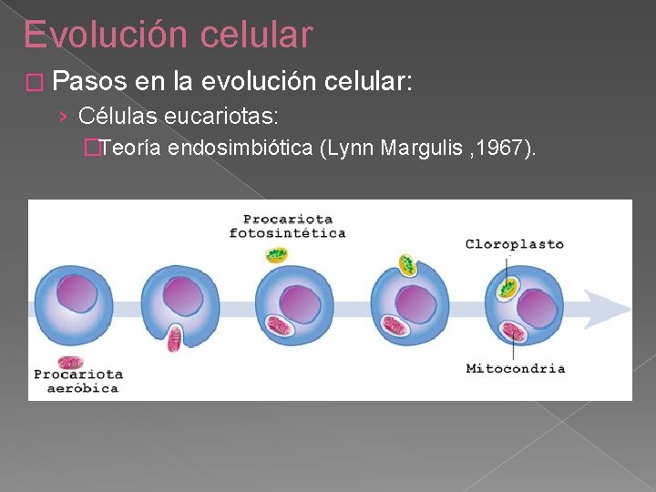 Evolución celular � Pasos en la evolución celular: › Células eucariotas: �Teoría endosimbiótica (Lynn