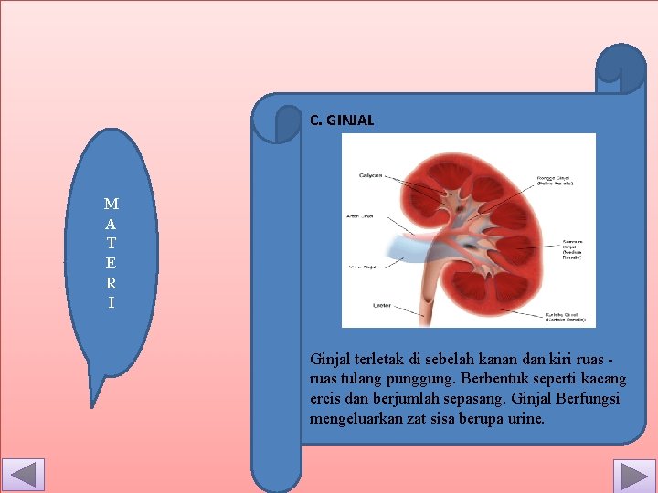 C. GINJAL M A T E R I Ginjal terletak di sebelah kanan dan