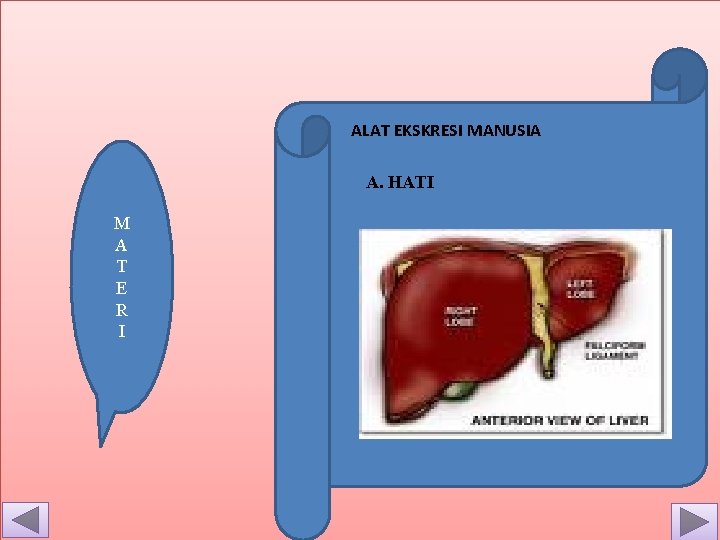 ALAT EKSKRESI MANUSIA A. HATI M A T E R I 