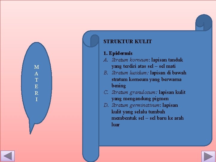 STRUKTUR KULIT M A T E R I 1. Epidermis A. Stratum korneum: lapisan