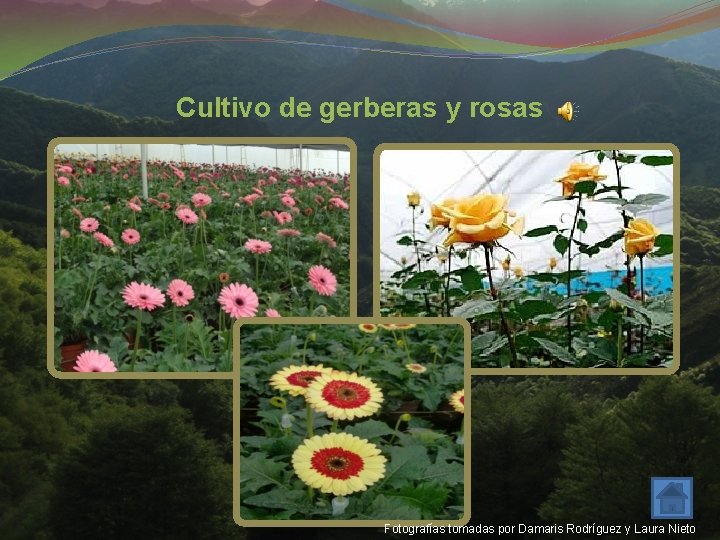 Cultivo de gerberas y rosas Fotografías tomadas por Damaris Rodríguez y Laura Nieto 