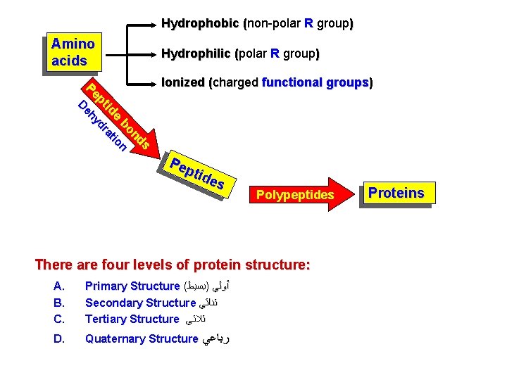 Hydrophobic (non-polar R group) ( Amino acids Hydrophilic (polar R group) ( D s