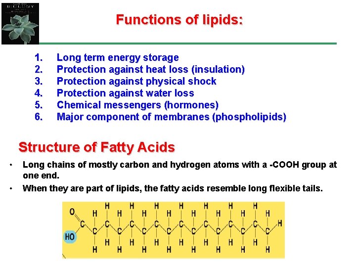 Functions of lipids: 1. 2. 3. 4. 5. 6. Long term energy storage Protection