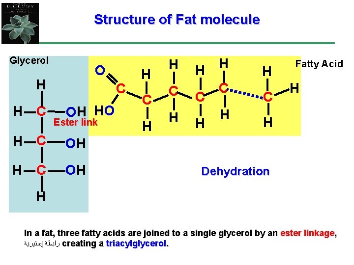 Structure of Fat molecule Glycerol O H OH Ester link H C OH H