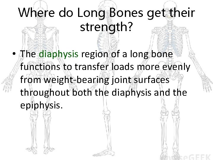 Where do Long Bones get their strength? • The diaphysis region of a long