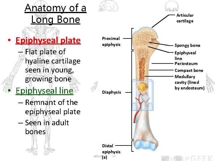 Anatomy of a Long Bone • Epiphyseal plate – Flat plate of hyaline cartilage