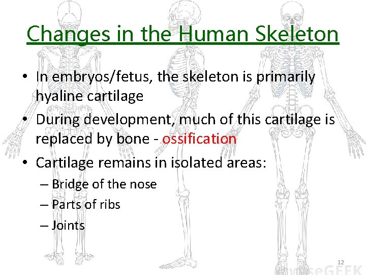 Changes in the Human Skeleton • In embryos/fetus, the skeleton is primarily hyaline cartilage