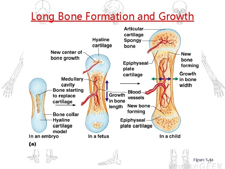 Long Bone Formation and Growth Figure 5. 4 a 13 