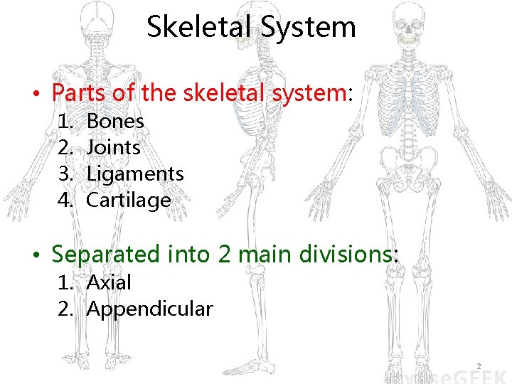 Skeletal System • Parts of the skeletal system: 1. 2. 3. 4. Bones Joints