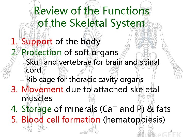 Review of the Functions of the Skeletal System 1. Support of the body 2.