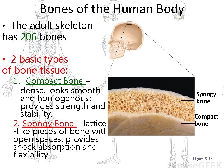 Bones of the Human Body • The adult skeleton has 206 bones • 2