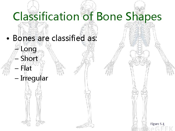 Classification of Bone Shapes • Bones are classified as: – Long – Short –