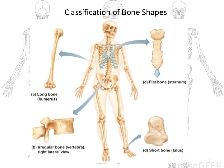 Classification of Bone Shapes 6 