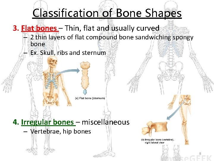 Classification of Bone Shapes 3. Flat bones – Thin, flat and usually curved –