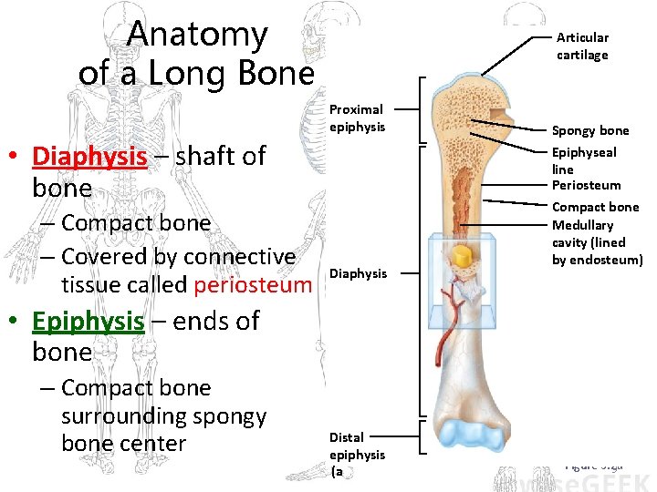 Anatomy of a Long Bone Articular cartilage Proximal epiphysis • Diaphysis – shaft of