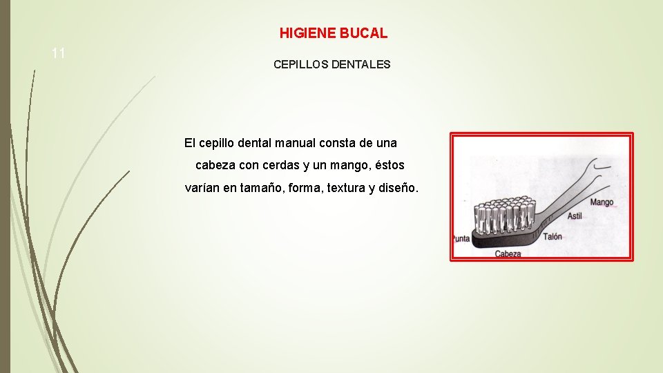 HIGIENE BUCAL 11 CEPILLOS DENTALES El cepillo dental manual consta de una cabeza con