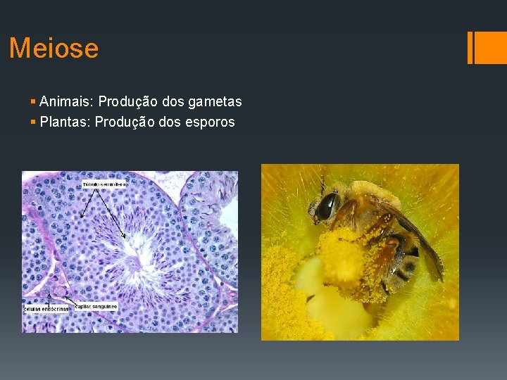 Meiose § Animais: Produção dos gametas § Plantas: Produção dos esporos 