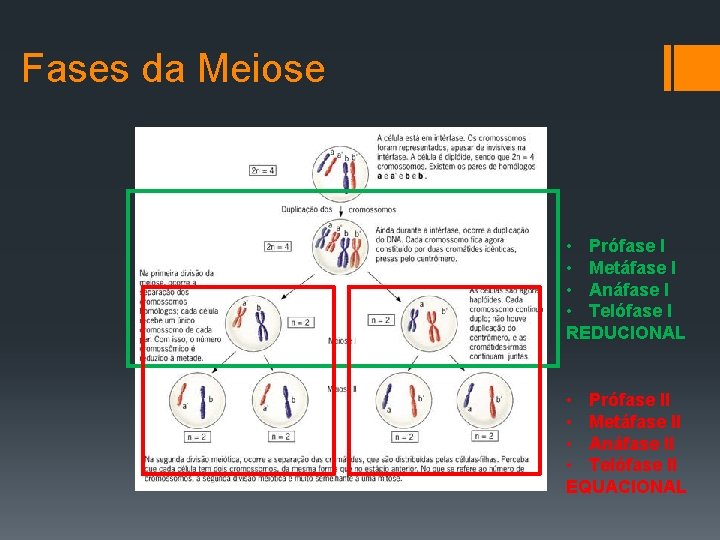 Fases da Meiose • Prófase I • Metáfase I • Anáfase I • Telófase