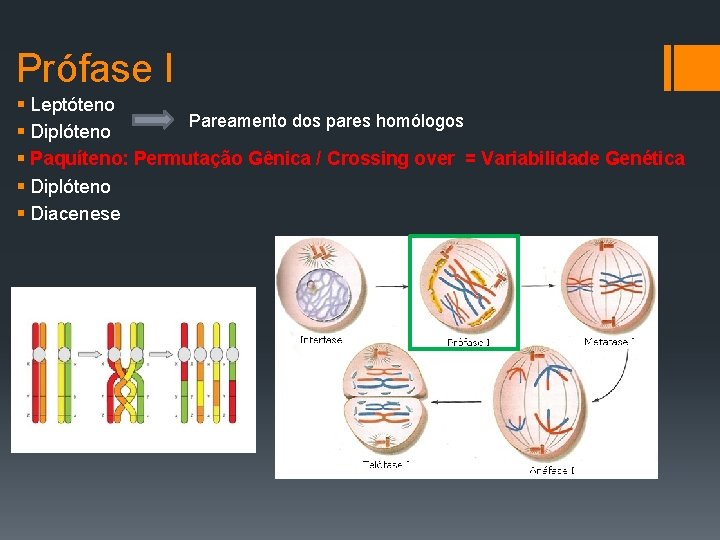 Prófase I § Leptóteno Pareamento dos pares homólogos § Diplóteno § Paquíteno: Permutação Gênica