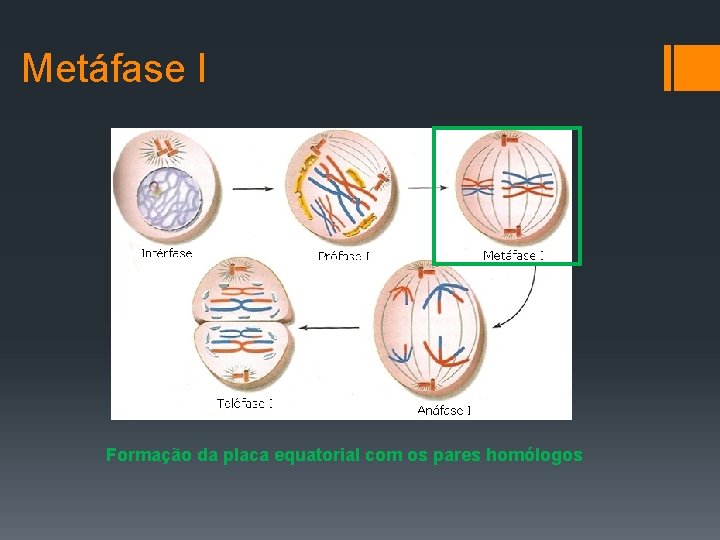 Metáfase I Formação da placa equatorial com os pares homólogos 