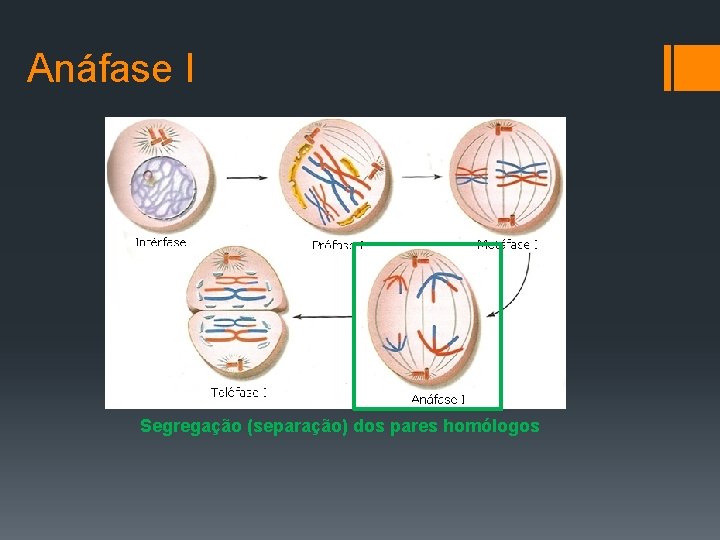Anáfase I Segregação (separação) dos pares homólogos 