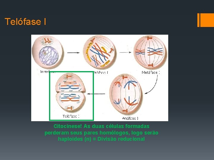 Telófase I Citocinese! As duas células formadas perderam seus pares homólogos, logo serão haploides