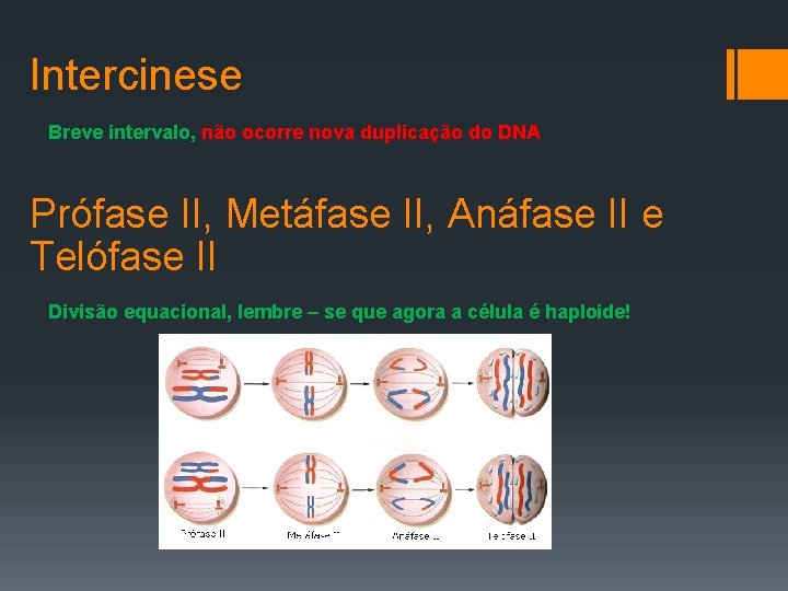 Intercinese Breve intervalo, não ocorre nova duplicação do DNA Prófase II, Metáfase II, Anáfase