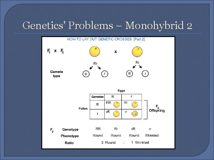 Genetics' Problems – Monohybrid 2 