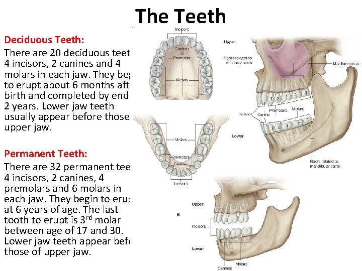 The Teeth Deciduous Teeth: There are 20 deciduous teeth: 4 incisors, 2 canines and