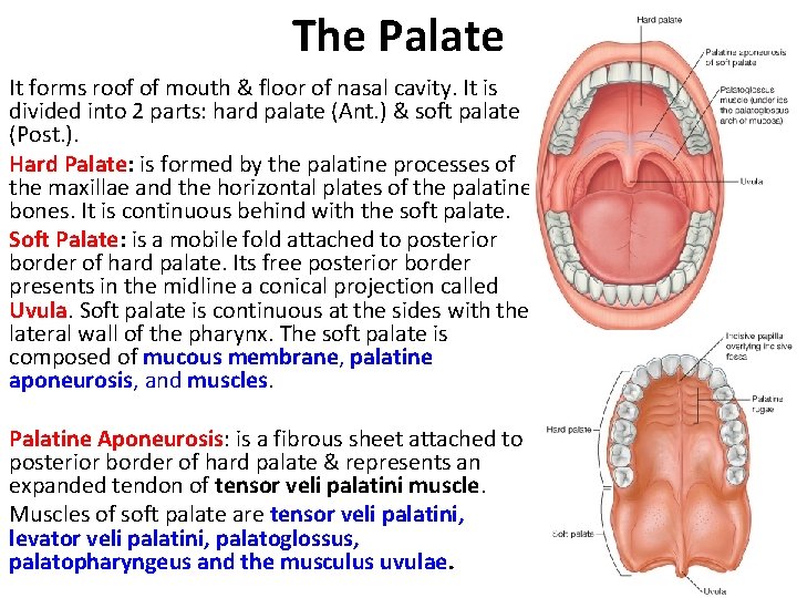 The Palate It forms roof of mouth & floor of nasal cavity. It is