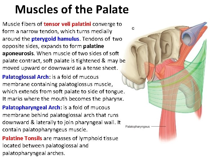 Muscles of the Palate Muscle fibers of tensor veli palatini converge to form a
