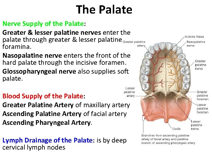 The Palate Nerve Supply of the Palate: Greater & lesser palatine nerves enter the