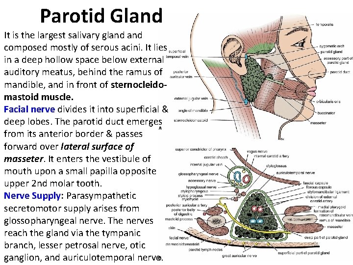 Parotid Gland It is the largest salivary gland composed mostly of serous acini. It