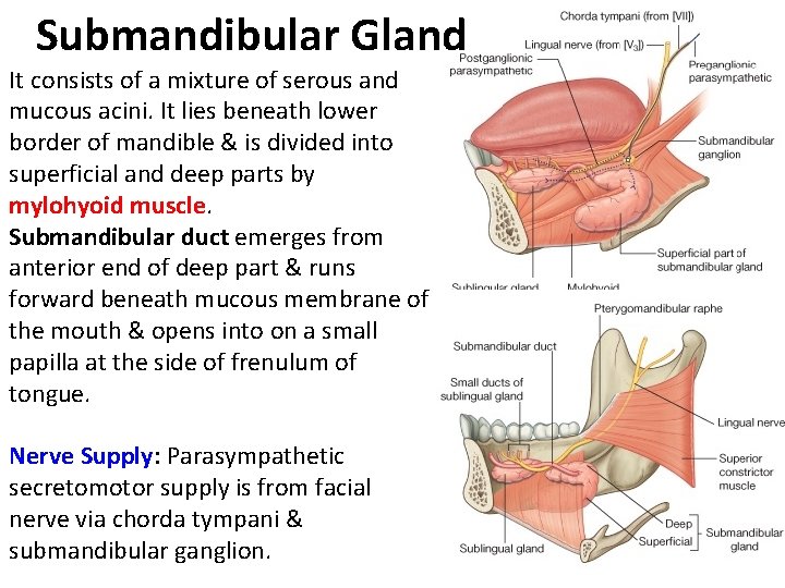 Submandibular Gland It consists of a mixture of serous and mucous acini. It lies