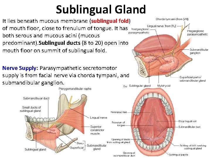 Sublingual Gland It lies beneath mucous membrane (sublingual fold) of mouth floor, close to