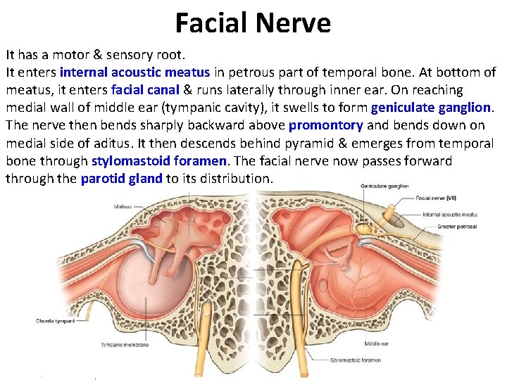 Facial Nerve It has a motor & sensory root. It enters internal acoustic meatus