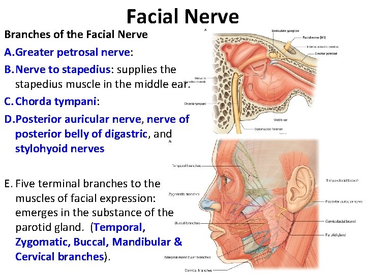 Facial Nerve Branches of the Facial Nerve A. Greater petrosal nerve: B. Nerve to