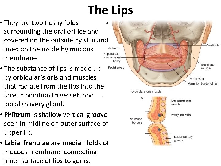 The Lips • They are two fleshy folds surrounding the oral orifice and covered