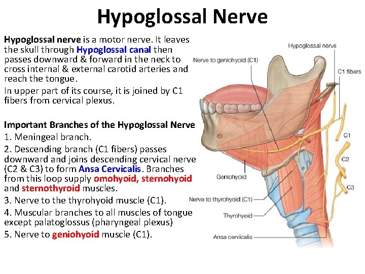 Hypoglossal Nerve Hypoglossal nerve is a motor nerve. It leaves the skull through Hypoglossal